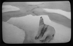 Image: Polar bear lying on ice floe, wounded